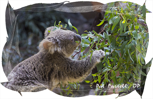 Koala at L.A. Zoo