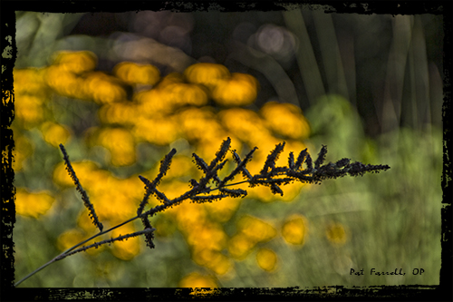 weed, descanso gardens