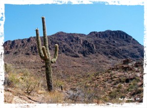 saguaro, "arizona desert"