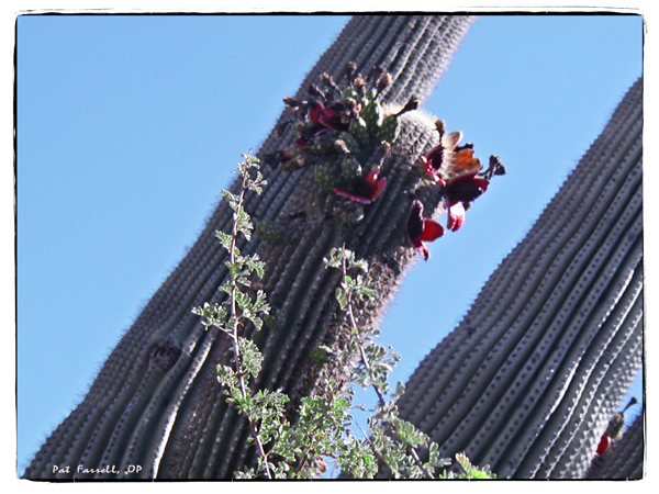 saguaro, saguaro national park, arizona
