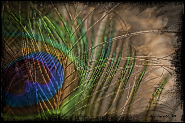 peacock_feather_2