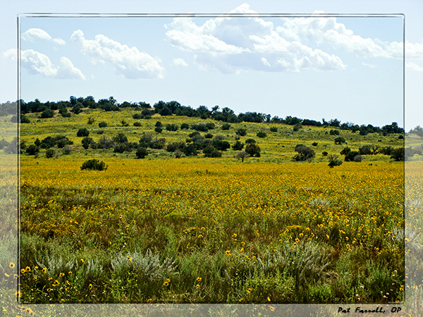 Canyon Lands meadow