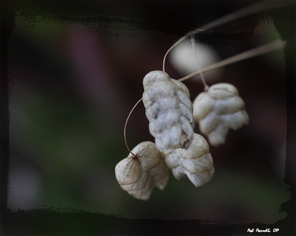 smc_bolinas_2011_008