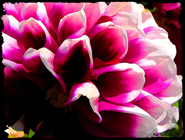lima_dahlia