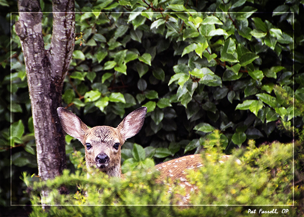 new_fawns_2012_018