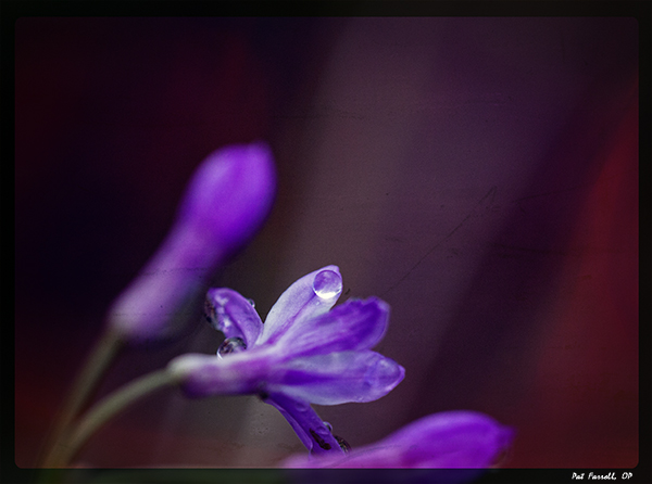 thanksgiving_sr_2011_034