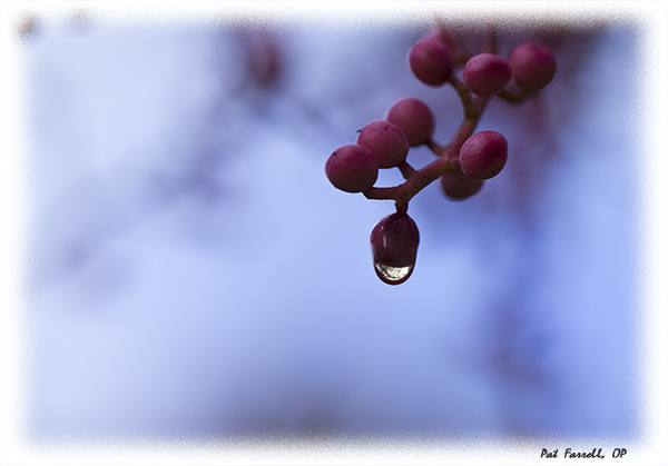 thanksgiving_sr_2011_037