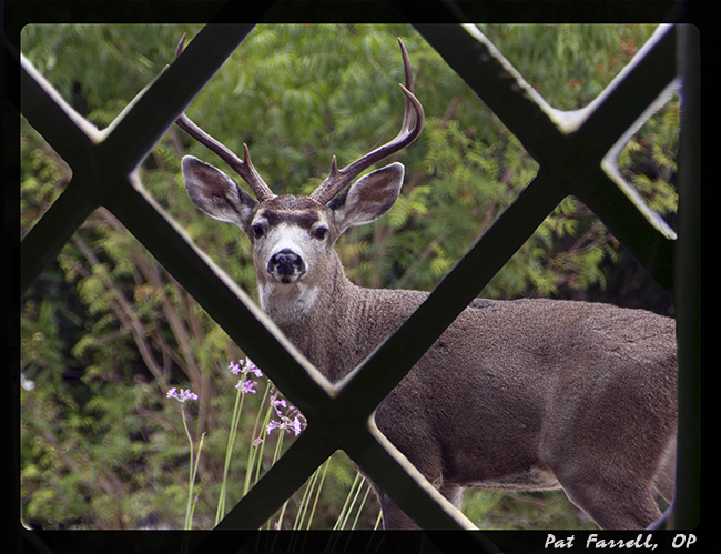 backyard_deer