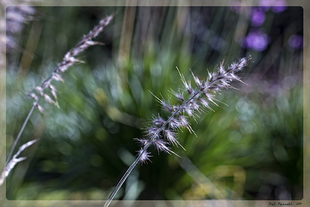 pattys_party_2012_040