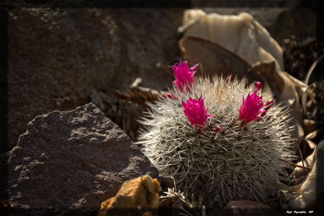 sr_cactus_flowers_2012
