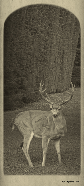 bolinas_december_2009_001