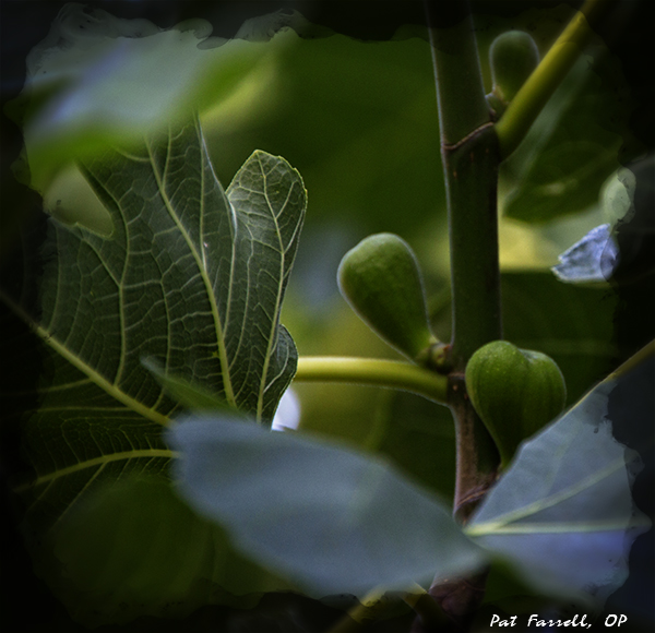 The wonder of young figs