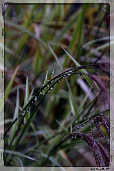 Dewdrops on the grass