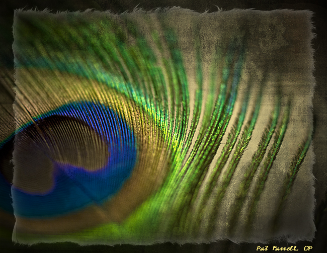 peacock_feather