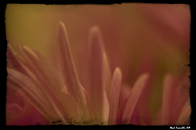 sr_flowers_feb_2013_067