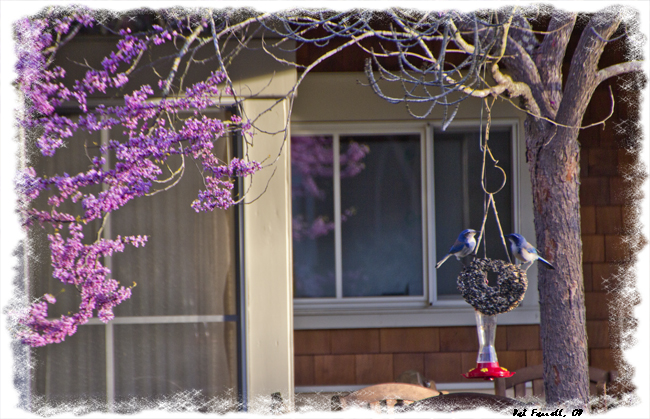 sr_spring_flowers_2013_007