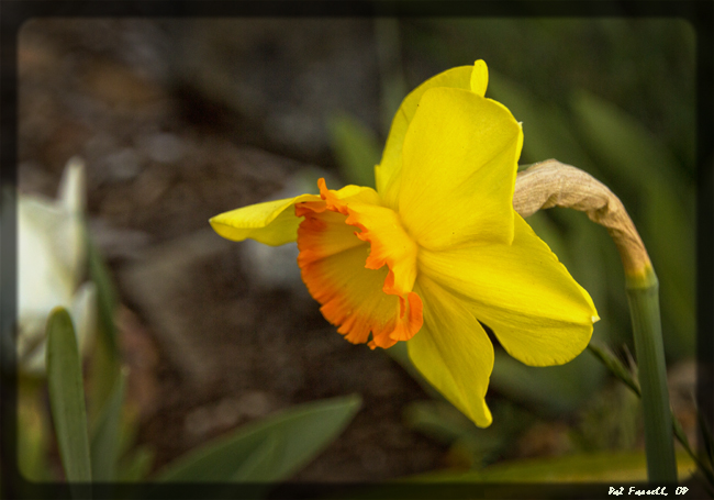"I think of each life as a flower"