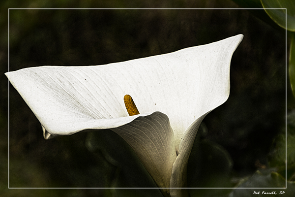bolinas_january_2012_179