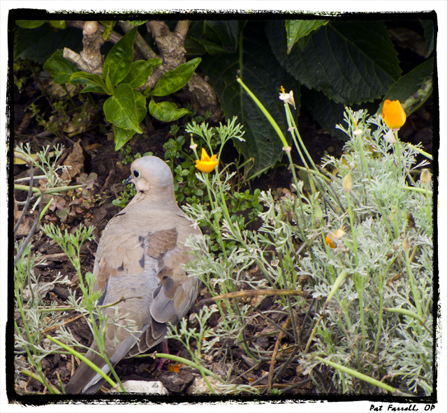 Hope is the thing with feathers . . .