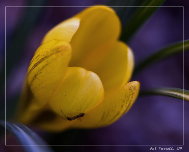 The grace of a single crocus blossom