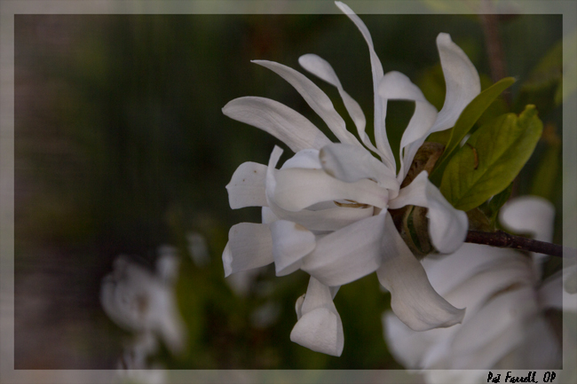 sr_spring_flowers_2013_031