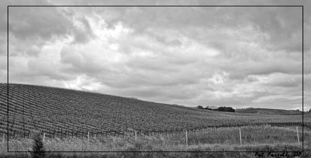 Gratefulness for the vineyards that bring us the fruit of the vine