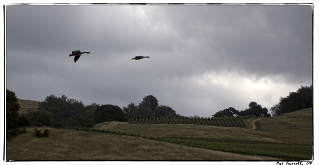 Getting in rhythm with the flight of the geese