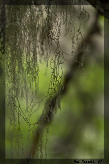 Patterns made by sphagnum moss