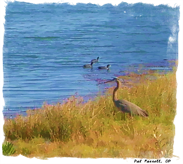 heron_chrissy_2009_007