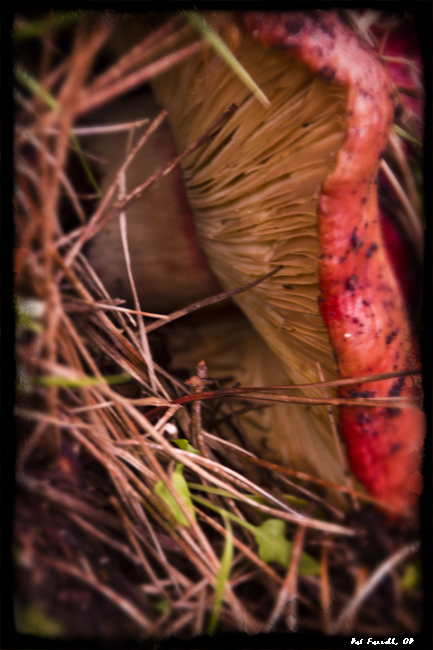 Startling beauty of the mushroom