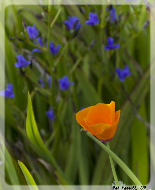 Every blade of grass - and every poppy and purple flower too!