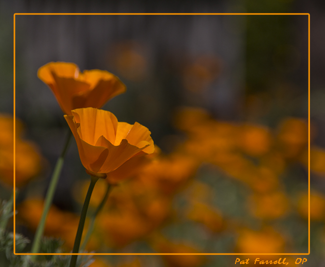 sr_march_flowers_2013_095