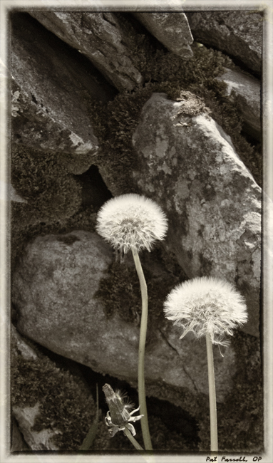 ireland_dandelion