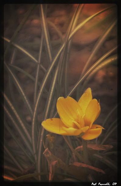 Crocus - the first hope of spring