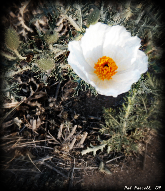 I am always amazed at flowers blooming in the desert