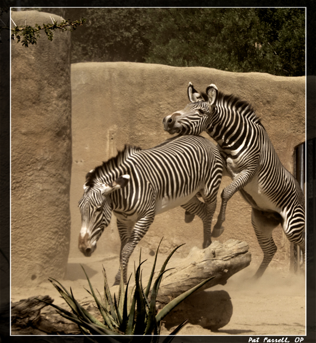 Unfortunately these zebra are not free. I have mixed feelings about zoos. What about you?