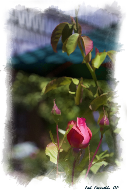 The beauty of the rose and the sharpness of its thorn cannot be separated