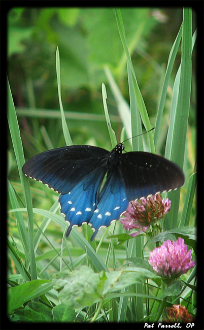 blueridge_51_2007_025