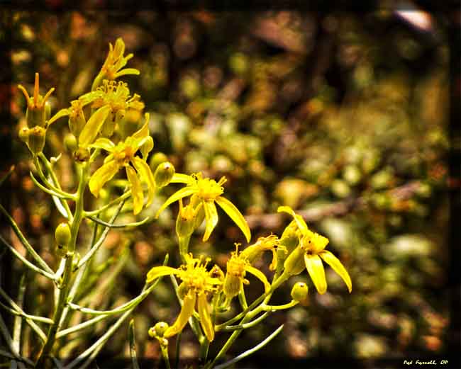 Wildflowers in Bryce Canyon