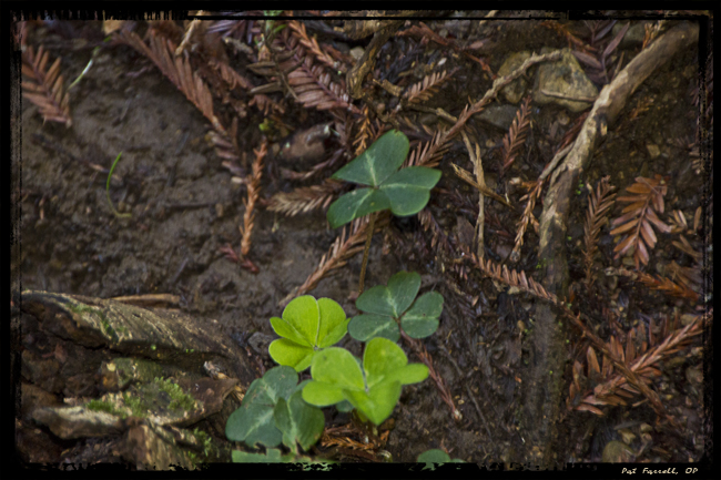 From the littered floor of Muir Woods grows an incredible forest!