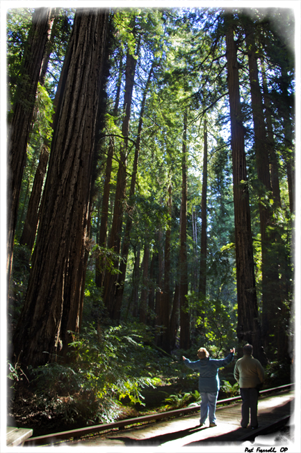 My friends, Kathleen Bryant, RSC, and Patricia Lenihan, RSC in Muir Woods