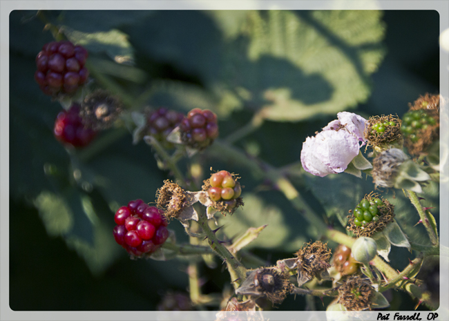 Flowers and unripe berries foreshadow the luscious blackberries