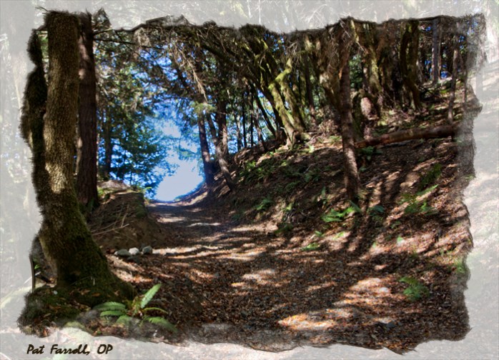 redwoods_monastery_path
