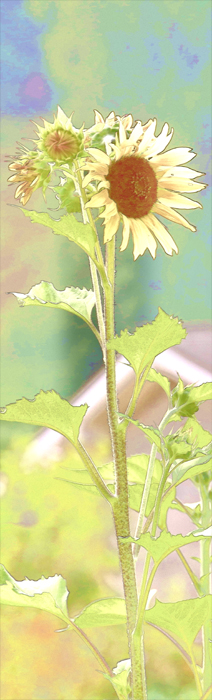 redwoods_sunflower_1