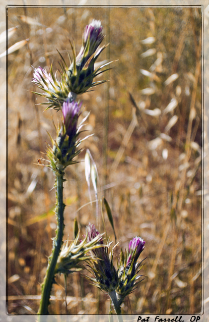 Who might be hiding behind the grass and the thistle that needs my attention?
