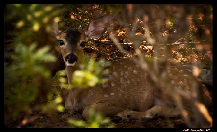 Taking notice of wonder