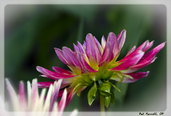 And the sun shining on these dahlias in a neighbors front yard can always make me smile!