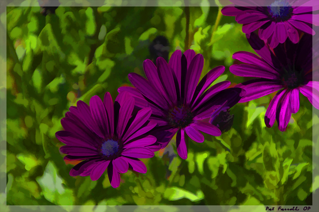 The real daisies were just as saturated as this!