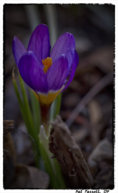 The astonishing beauty of the crocus