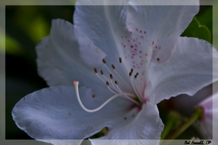 What is the beauty within that we can awake to?